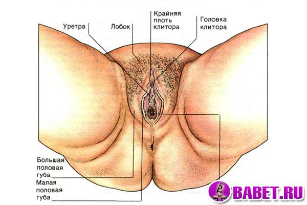 Строение женских половых органов (яйцеклетка,женская половая железа или яич