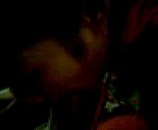 ДОМАШНЕЕ ПОРНО  Узбек снял свою молодую жену на видео uzbek y ego molodaya nevesta..3gp