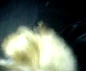 3gp порно видео Русская проститутка делает минет.3гп