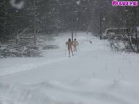 порно фотосессия Голый марафон на лыжах 123191749057.jpg