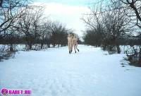 порно фотосессия Три блондинки пиздарванки светят жопами 0075098.jpg