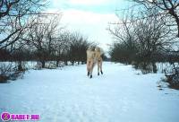 порно фотосессия Три блондинки пиздарванки светят жопами 0075099.jpg