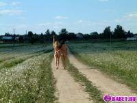 порно фотосессия Две голые пиздёнки среди одуванчиков 70-фото.йпг