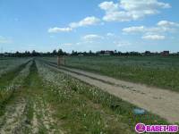 порно фотосессия Две голые пиздёнки среди одуванчиков 73-фото.йпг