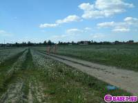 порно фотосессия Две голые пиздёнки среди одуванчиков 74-фото.йпг